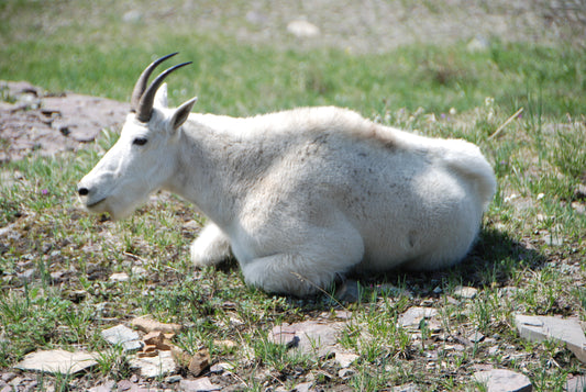 Where can I see Rocky Mountain Goats? The ONLY sightings map you'll ever need