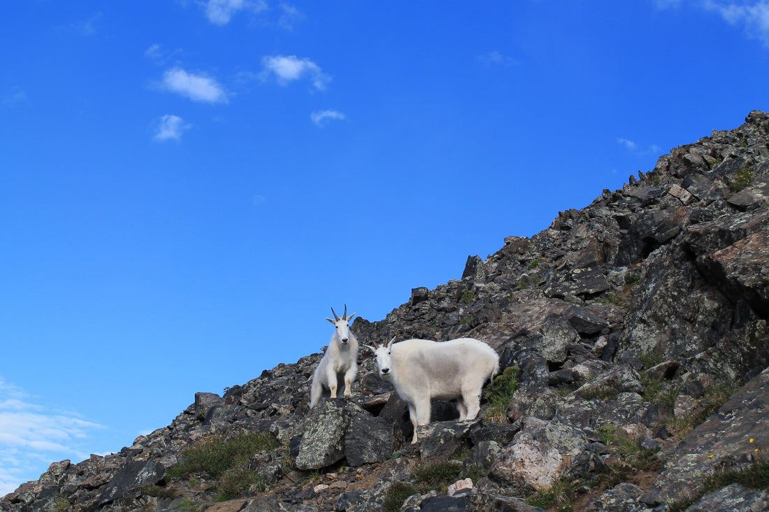Male vs. Female Rocky Mountain Goats - How To Tell Between the Two?