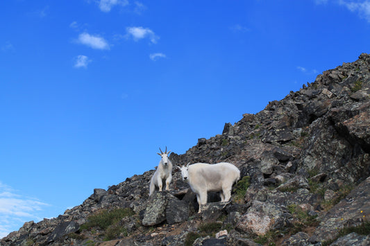 Male vs. Female Rocky Mountain Goats - How To Tell Between the Two?