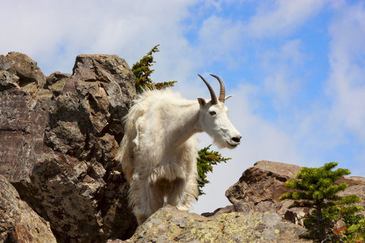A white mountain goat showing a goofy smile while standing on a cliff