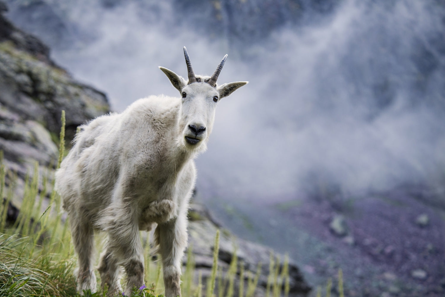 A giant male Rocky mountain goat in scenic mountain setting looking straight at the photographer