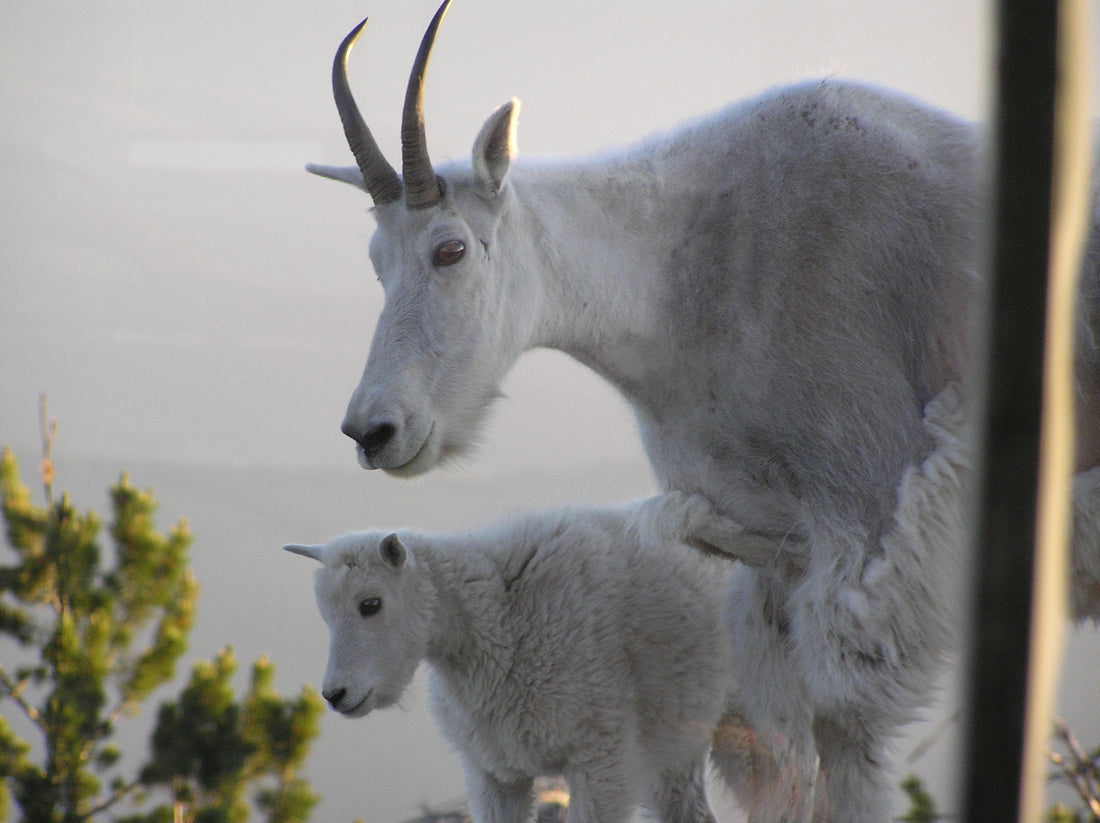 A nanny mountain goat and a kid mountain goat looking happy