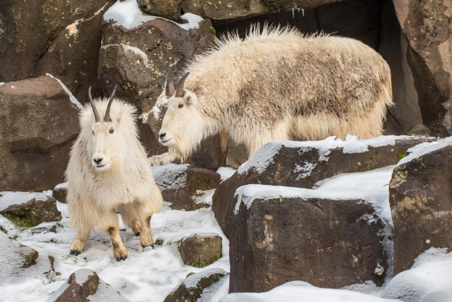 6 Zoos Where You Can See Rocky Mountain Goats Up Close