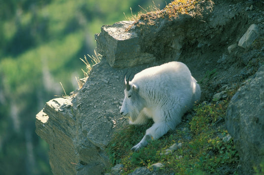 7 Facts About the Rocky Mountain Goat That You Probably Didn't Know