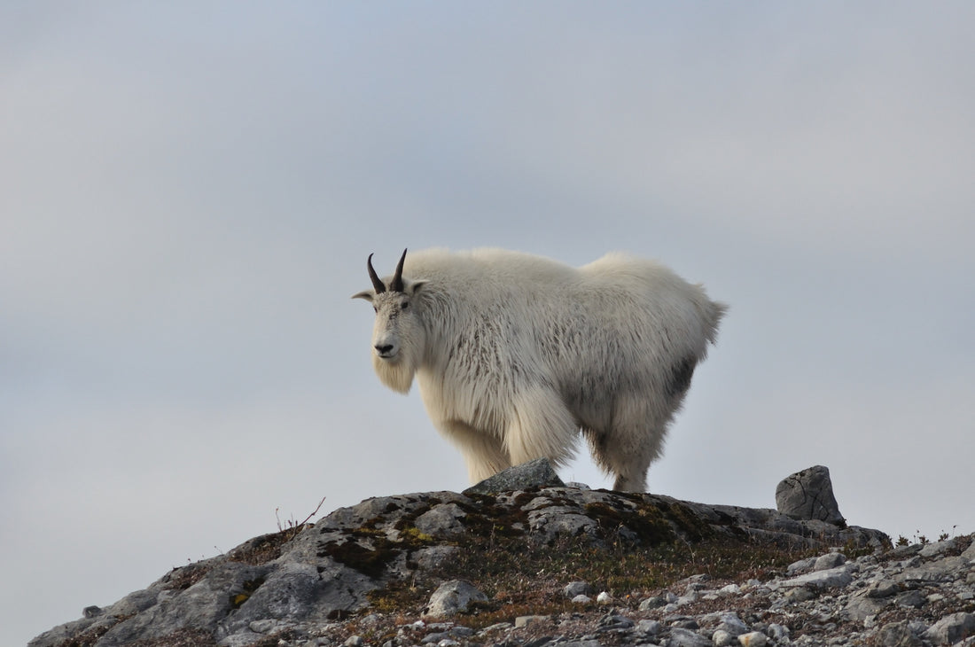 Mountain Goat Symbolism - Why It's My Spirit Animal