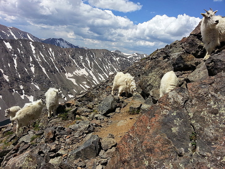 10 Best Trails to See Rocky Mountain Goats in the Wild