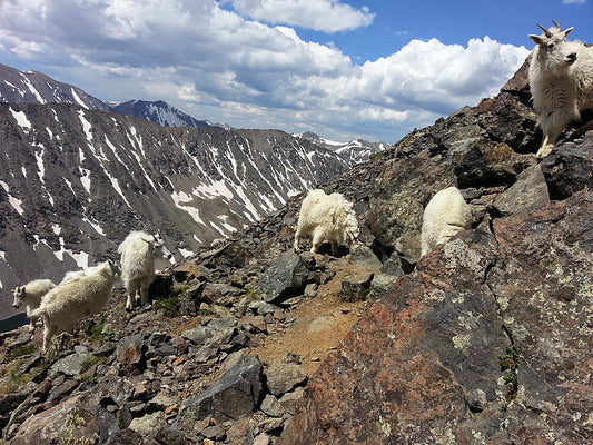 10 Best Trails to See Rocky Mountain Goats in the Wild